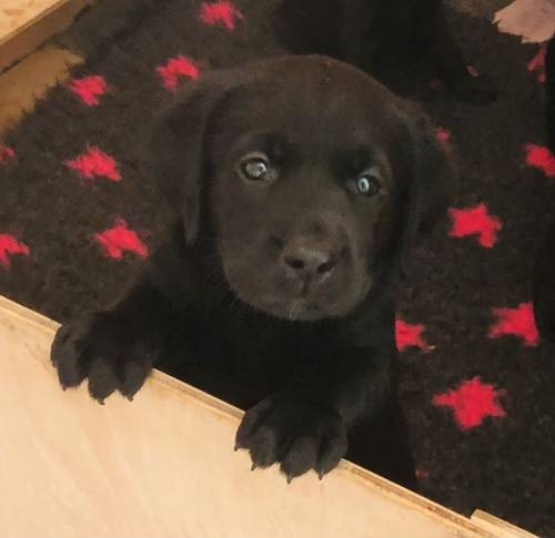 Superb Litter off gorgeous pups for sale in Holsworthy, Devon - Image 2