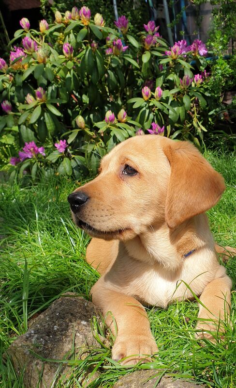 Superb Pedigree KC Reg Labrador Puppy For Sale in Sunderland Tyne and Wear