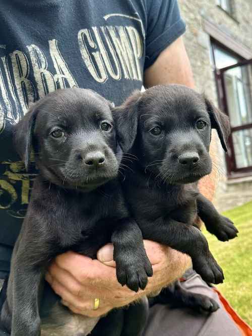 Superb Quality Litter of Black KC Registered Labrador Puppies. for sale in Chudleigh, Devon