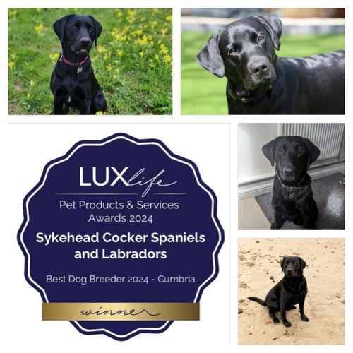 SYKEHEAD HAVE BEEN VOTED MOST TRUSTED LABRADOR BREEDER CUMBRIA 🌟 BLACK LABS WITH IN-DEPTH HEALTH STATUS ~ DUE 22ND AUG for sale in Carlisle, Cumbria
