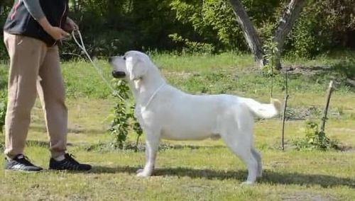 SYKEHEAD CONFIRMED LITTER OF BLACK & YELLOW PUPPIES DUE 17/7/25 for sale in Carlisle, Cumbria