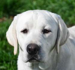SYKEHEAD CONFIRMED LITTER OF BLACK & YELLOW PUPPIES DUE 17/7/25 for sale in Carlisle, Cumbria | Image 3