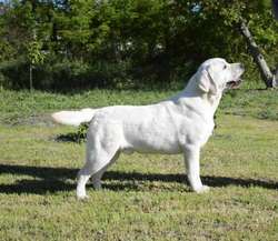 SYKEHEAD CONFIRMED LITTER OF BLACK & YELLOW PUPPIES DUE 17/7/25 for sale in Carlisle, Cumbria | Image 4