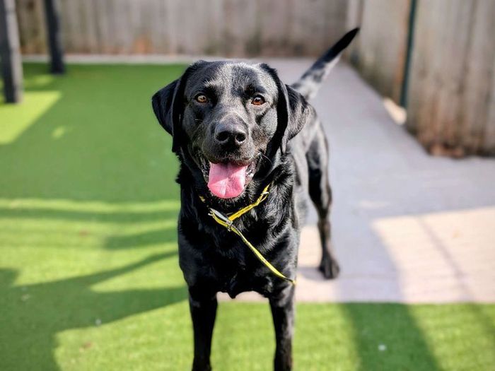 Labrador Retriever for adoption in Cardiff, Glamorgan – 3 years old - Image 3 of 3