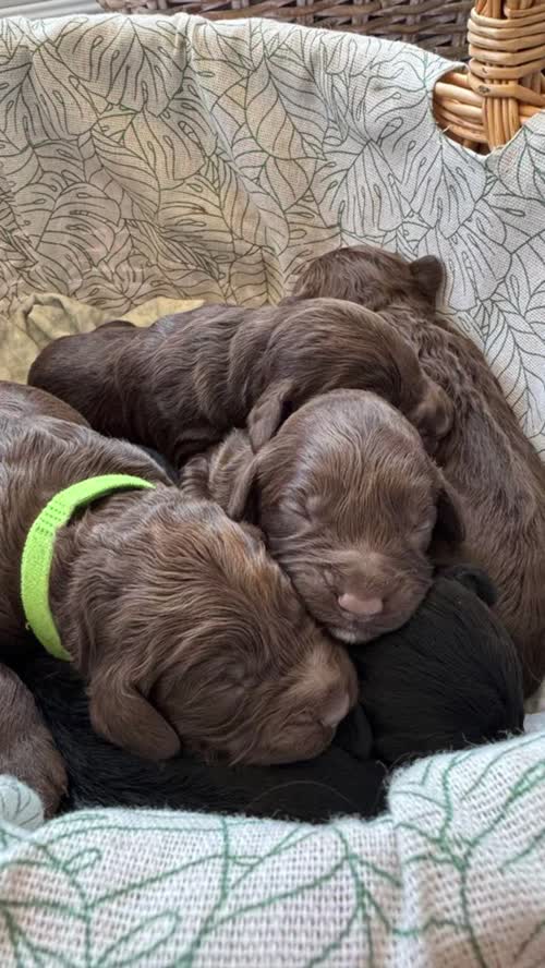 The best quality F1 Cockapoo pups you will ever find!!! for sale in Littlehampton, West Sussex