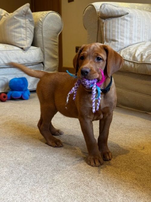 The Most Beautiful Male Labrador, KC & Health tested for sale in Doncaster, South Yorkshire