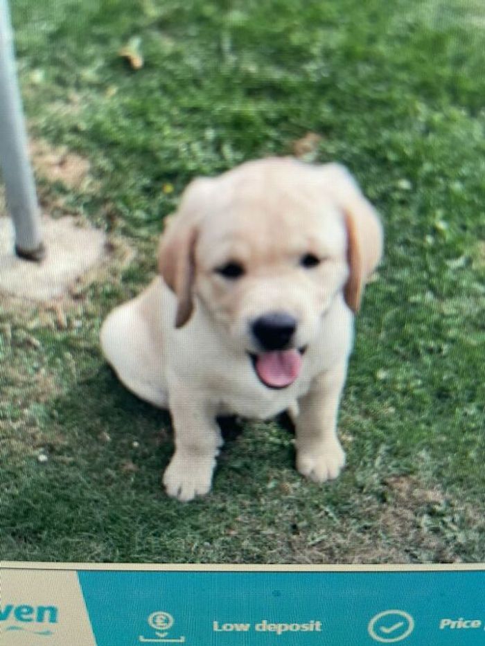 Labrador Retriever puppies for sale in Bury St Edmunds, Suffolk – 3 months old