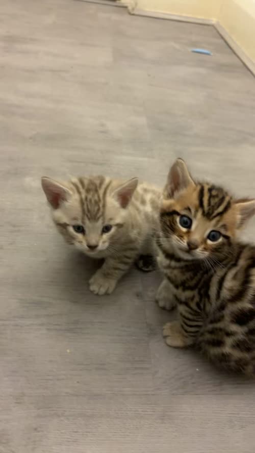 Tica Bengal kitten for sale in Brixton, Greater London