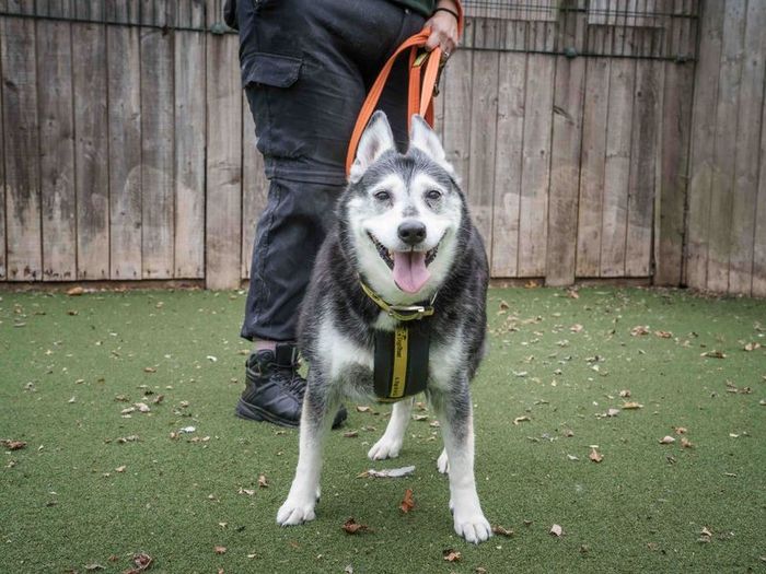 Labrador Retriever for adoption in Wymeswold, Leicestershire – 9 years old