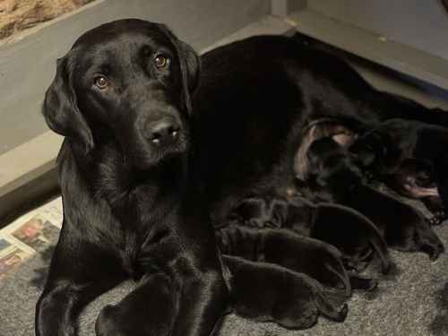 Top class kc reg working Labrador puppies for sale in Penrith, Cumbria