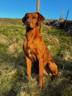 Top class kc reg working Labrador puppies for sale in Penrith, Cumbria | Image 3