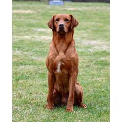 Top class kc reg working Labrador puppies for sale in Penrith, Cumbria | Image 4