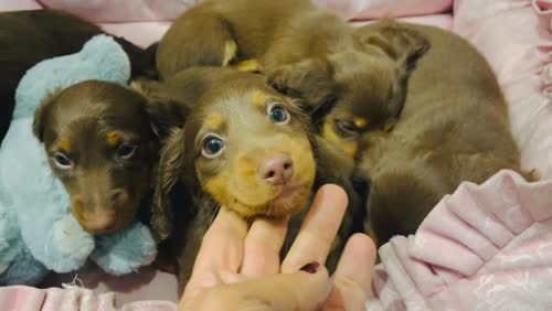 Top pedigree KC mini Long haired dachshund puppies for sale in Maidstone, Kent