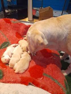 Top quality chunky yellow labrador retriever puppies for sale in South Benfleet, Essex | Image 1