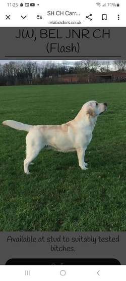 Top quality chunky yellow labrador retriever puppies for sale in South Benfleet, Essex | Image 2
