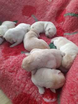 Top quality chunky yellow labrador retriever puppies for sale in South Benfleet, Essex | Image 3