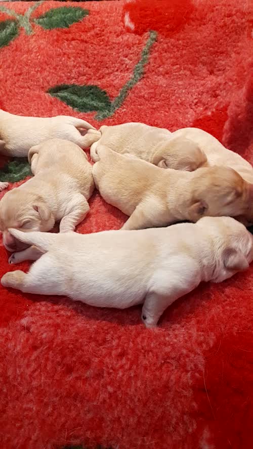 Top quality chunky yellow labrador retriever puppies for sale in South Benfleet, Essex