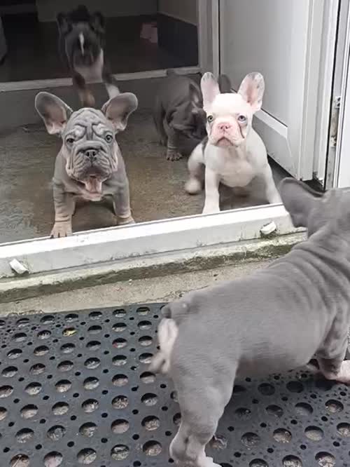 French bulldogs for sale in Alfreton, Derbyshire