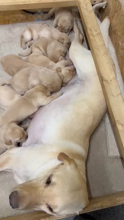 TOP QUALITY EXTENSIVELY HEALTH TESTED YELLOW/RED PUPS CHAMPION LINES for sale in Petworth, West Sussex