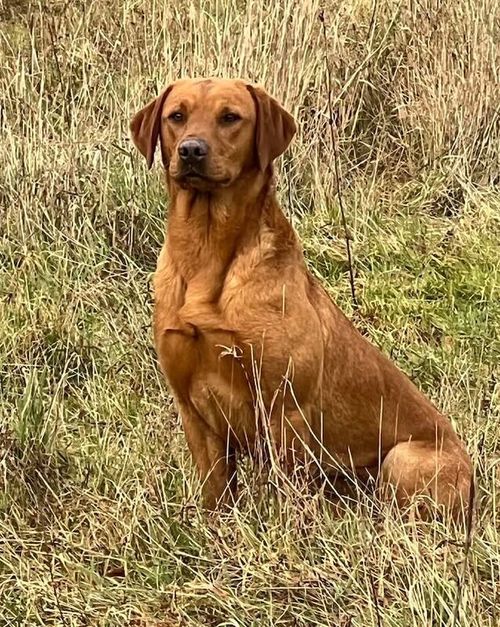 TOP QUALITY EXTENSIVELY HEALTH TESTED YELLOW/RED PUPS CHAMPION LINES for sale in Petworth, West Sussex