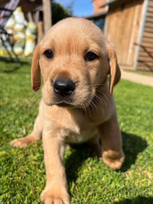 TOP QUALITY EXTENSIVELY HEALTH TESTED YELLOW/RED PUPS CHAMPION LINES for sale in Petworth, West Sussex