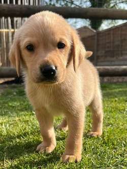 TOP QUALITY EXTENSIVELY HEALTH TESTED YELLOW/RED PUPS CHAMPION LINES for sale in Petworth, West Sussex | Image 2