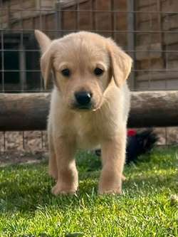 TOP QUALITY EXTENSIVELY HEALTH TESTED YELLOW/RED PUPS CHAMPION LINES for sale in Petworth, West Sussex | Image 3