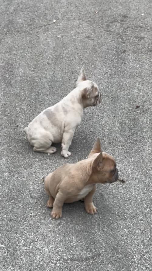 TOP QUALITY HEALTH TESTED FRENCH BULLDOG PUPPIES for sale in West Yorkshire