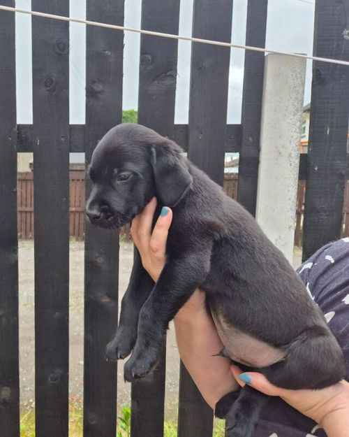 Top Quality kc registered labrador pups for sale in Irvine, Ayrshire and Arran