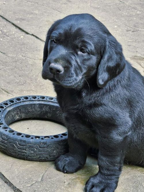 Top Quality Labrador Puppies 🐶 for sale in Bedford, Bedfordshire