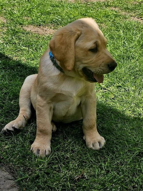 Top Quality Labrador Puppies 🐶 for sale in Bedford, Bedfordshire