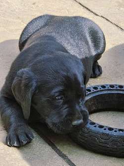 Top Quality Labrador Puppies 🐶 for sale in Bedford, Bedfordshire | Image 3