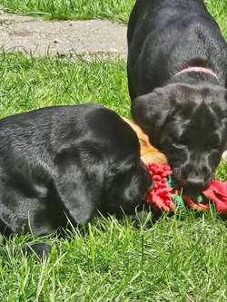 Top Quality Labrador Puppies 🐶 for sale in Bedford, Bedfordshire | Image 4