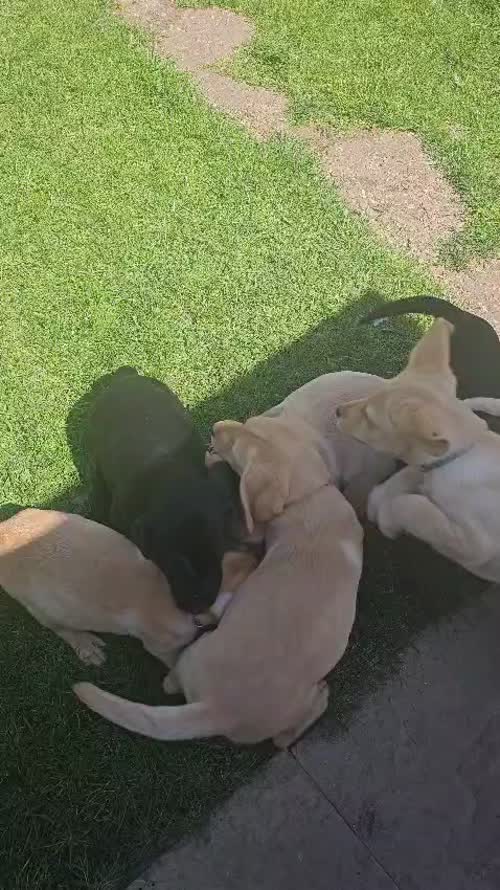 Top Quality Labrador Puppies š¶ for sale in Bedford, Bedfordshire