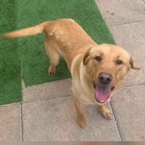 ADORABLE FEMALE LAB (Last1) KC for sale in Stourport-on-Severn, Worcestershire