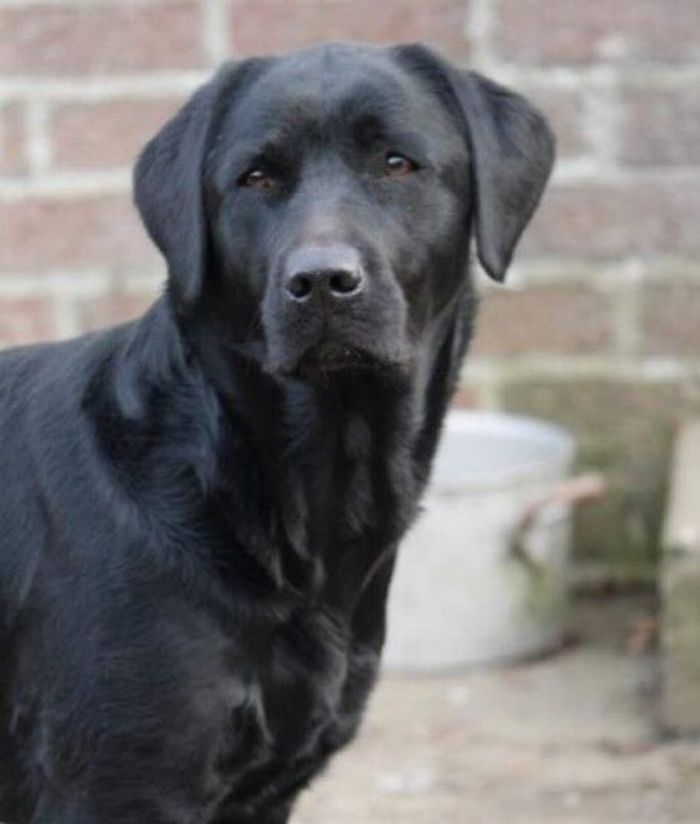 Labrador Retriever puppies for sale in Canonbie, Dumfries – KC registered, 3 weeks old