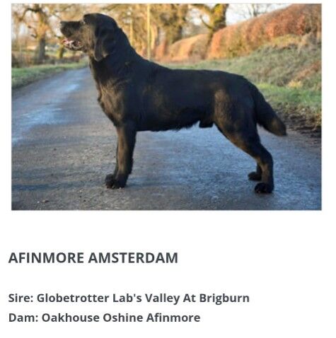 Traditional Working Labrador Puppies – 6th Generation Breeding For