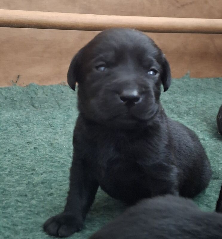 Traditional Working Labrador Puppies – 6th Generation Breeding For