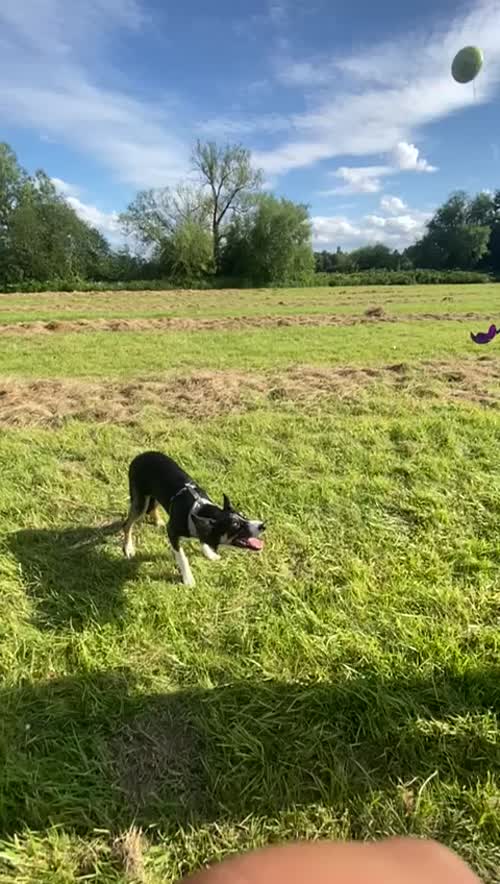 Tri colour border collie pup for sale in Stanstead Abbotts, Hertfordshire