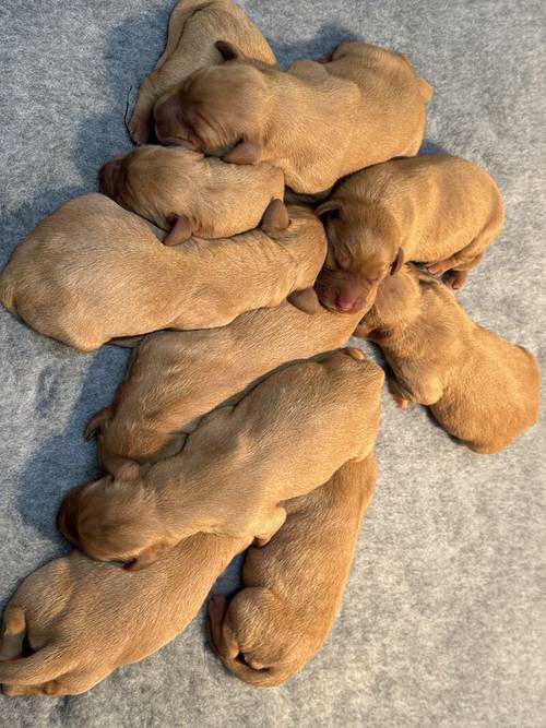 True fox red litter, boys and girls available for sale in Goole, East Riding of Yorkshire - Image 9