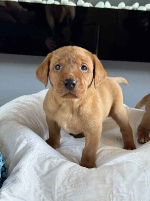 True fox red litter, boys and girls available for sale in Goole, East Riding of Yorkshire