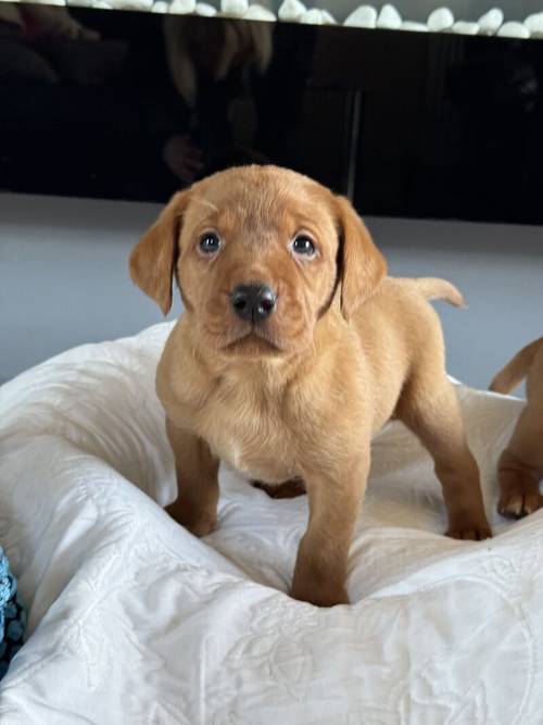 True fox red litter, boys and girls available for sale in Goole, East Riding of Yorkshire - Image 1