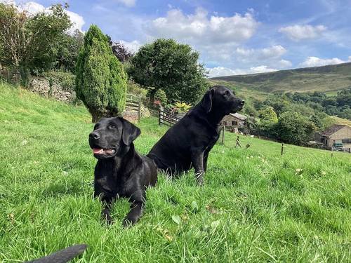 READY TO GO SATURDAY Gorgeous Boy for sale in Combs, Derbyshire - Image 2