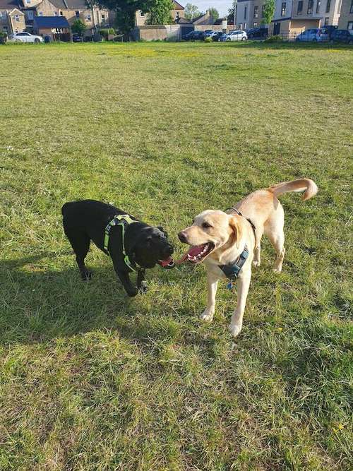 two girls and two boys Labrador retriever for sale in Bath, Somerset