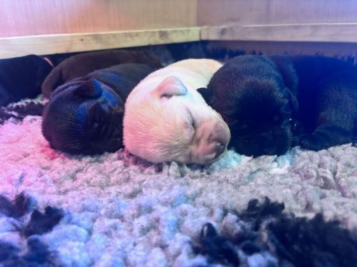 Two KC Registered Labrador Puppies Available – Born 8th May 2025 (VE Day!) for sale in Nottingham, Nottinghamshire