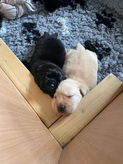 Two KC Registered Labrador Puppies Available – Born 8th May 2025 (VE Day!) for sale in Nottingham, Nottinghamshire | Image 2