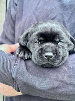 Two KC Registered Labrador Puppies Available – Born 8th May 2025 (VE Day!) for sale in Nottingham, Nottinghamshire | Image 3