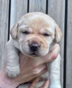 Two KC Registered Labrador Puppies Available – Born 8th May 2025 (VE Day!) for sale in Nottingham, Nottinghamshire | Image 4