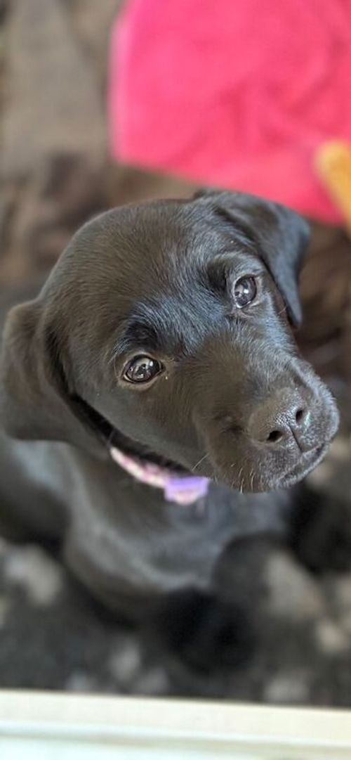 Unexpectedly 1 Black KC Reg female available for sale in Doddington, Cambridgeshire