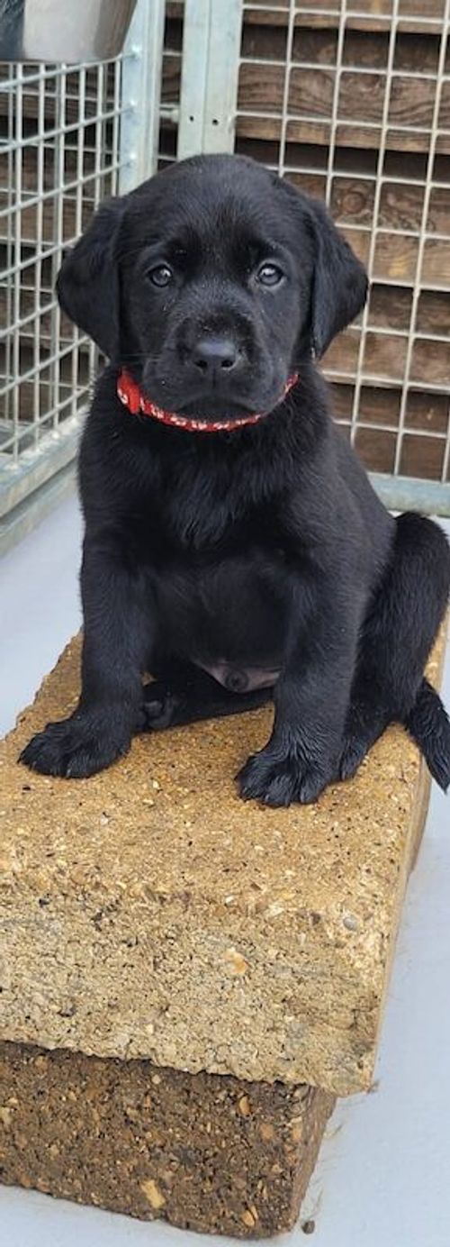 Unexpectedly 1 Black KC Reg Male available for sale in Doddington, Cambridgeshire
